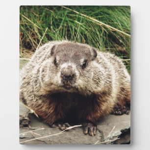 Placa Expositora Groundhog