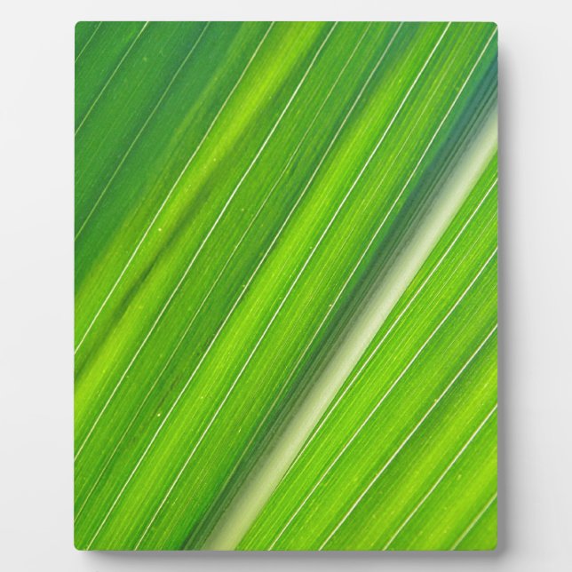 Placa Expositora Grünes Maisblattdesign (Frente)