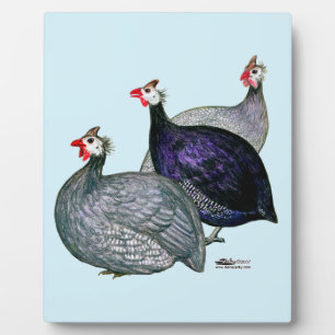 Placa Expositora Guineas Tres