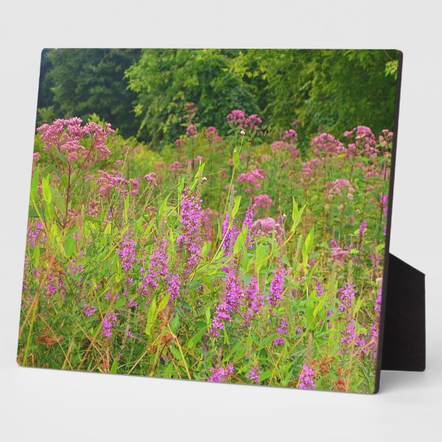 Placa Expositora Haddam Meadows Wildflowers Plaque (Lado)