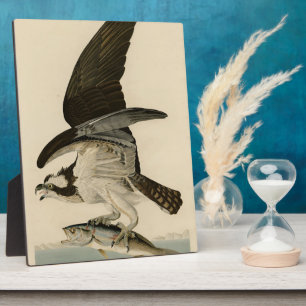 Placa Expositora Halcón de pescado, Osprey, de los pájaros estadoun