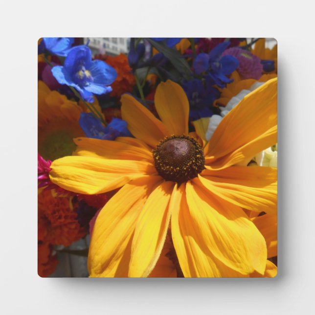 Placa Expositora Halse (Frente)