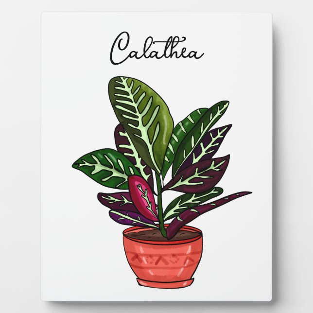 Placa Expositora Hand draw Calathea (Frente)