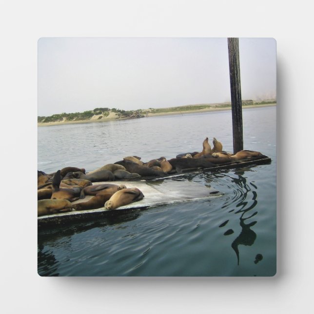 Placa Expositora Harbour Seals, Morro Bay, California (Frente)