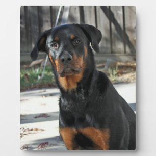 Placa Expositora Heidi Rottweiler Backyard Photo Plaque