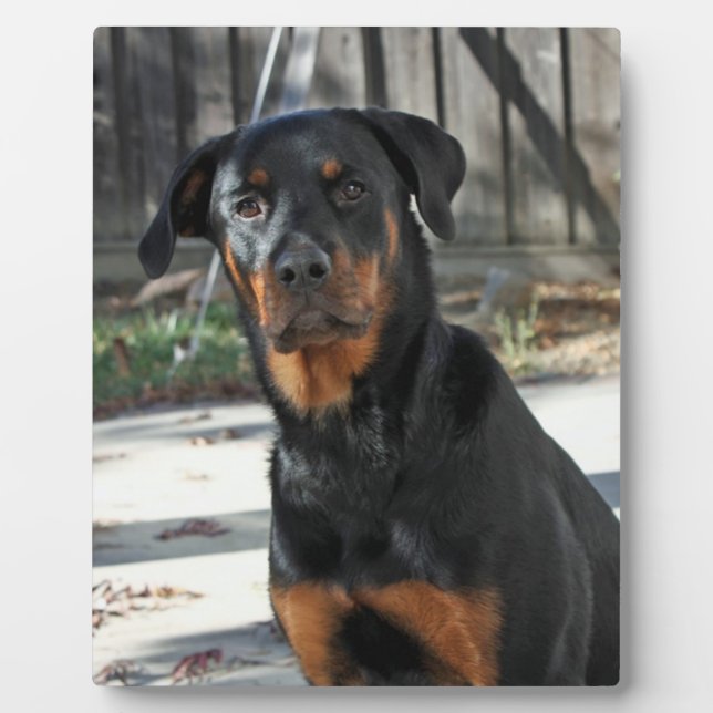 Placa Expositora Heidi Rottweiler Backyard Photo Plaque (Frente)