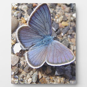 Placa Expositora Hellblauer Schmetterling