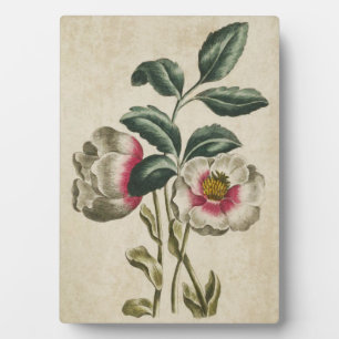 Placa Expositora Hellebore floral botánico