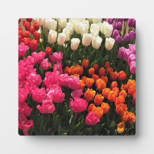 Placa Expositora Hermosa cama Tulip Garden, Oregón