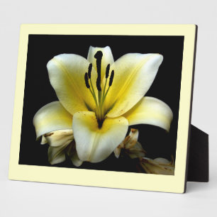 Placa Expositora Hermosa Elegante Amarillo sobre Flor Negra