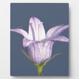 Placa Expositora Hermosa flor de campana azul
