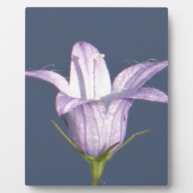 Placa Expositora Hermosa flor de campana azul (Frente)