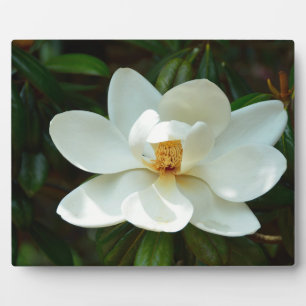 Placa Expositora Hermosa flor magnolia blanca