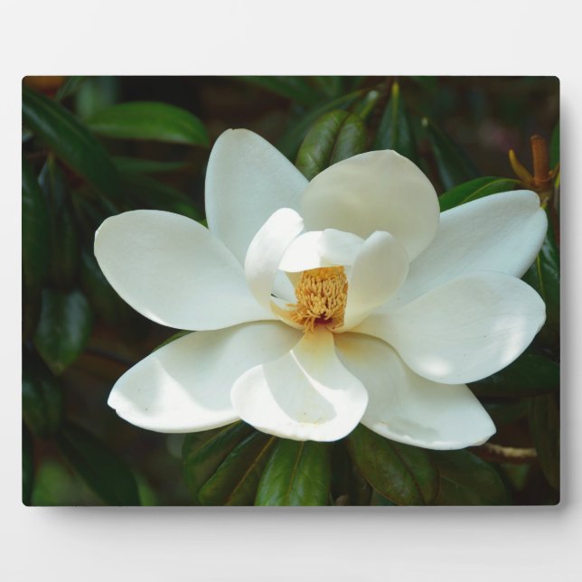 Placa Expositora Hermosa flor magnolia blanca (Frente)