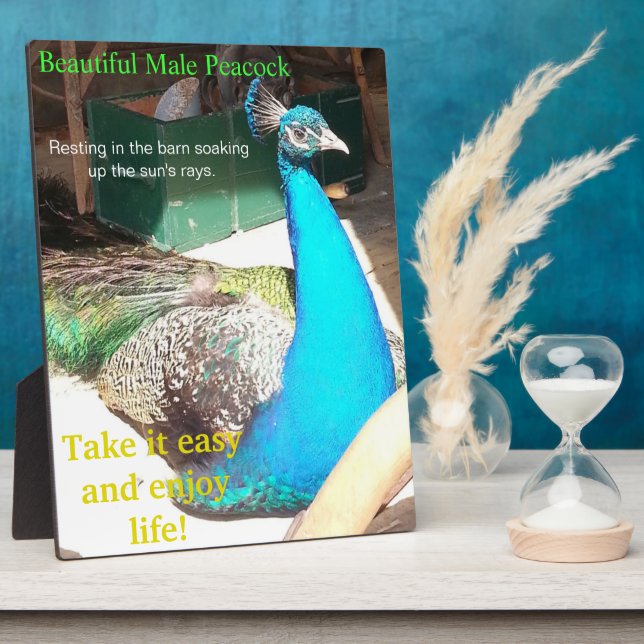 Placa Expositora Hermosa granja azul macho de pavo real EASEL (Lado)