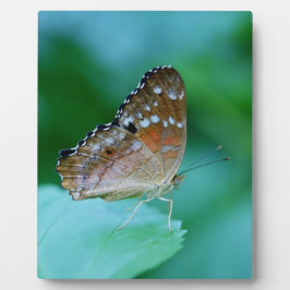 Placa Expositora Hermosa mariposa Danaus Plexippus en hoja.