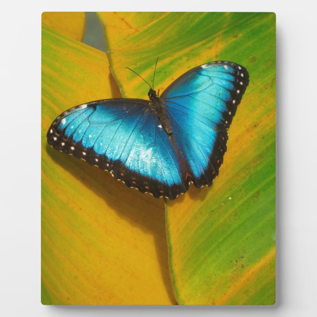 Placa Expositora Hermosa mariposa irlandesa (Frente)