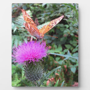 Placa Expositora Hermosa mariposa naranja en flor de cardo