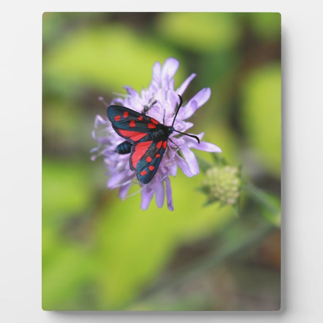 Placa Expositora Hermosa Moth (Frente)