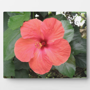 Placa Expositora Hermosa Naranja Hibiscus Flower Plaque