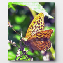 Hermosa Naranja y mariposa con manchas negras