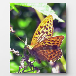 Placa Expositora Hermosa Naranja y mariposa con manchas negras