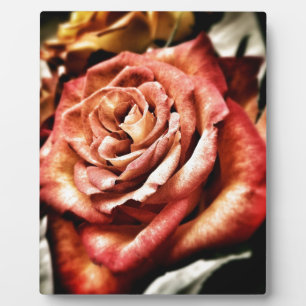 Placa Expositora Hermosa Rosa