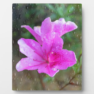 Placa Expositora Hermosas flores de jardín rosadas con gotas de llu