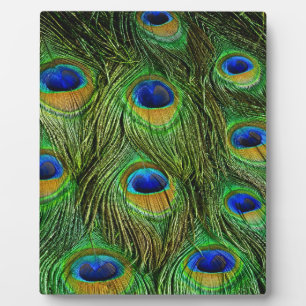 Placa Expositora Hermosas plumas de pavo real