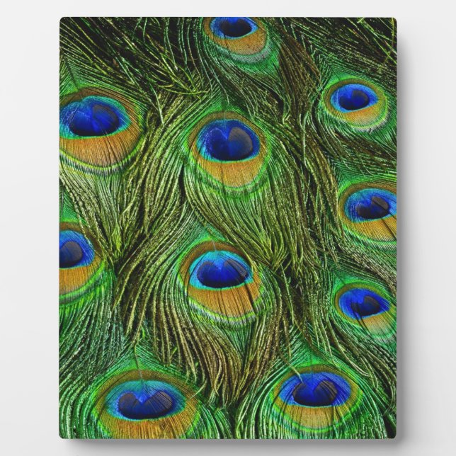 Placa Expositora Hermosas plumas de pavo real (Frente)