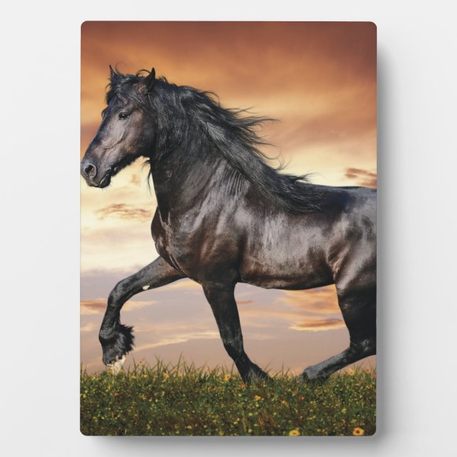 Placa Expositora Hermoso caballo negro (Frente)