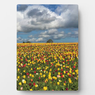 Placa Expositora Hermoso Campo Tulipán, Oregón