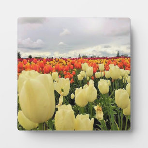 Placa Expositora Hermoso Campo Tulipán, Oregón