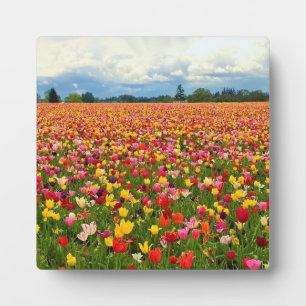 Placa Expositora Hermoso Campo Tulipán, Oregón