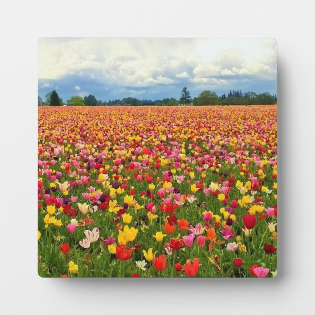 Placa Expositora Hermoso Campo Tulipán, Oregón (Frente)