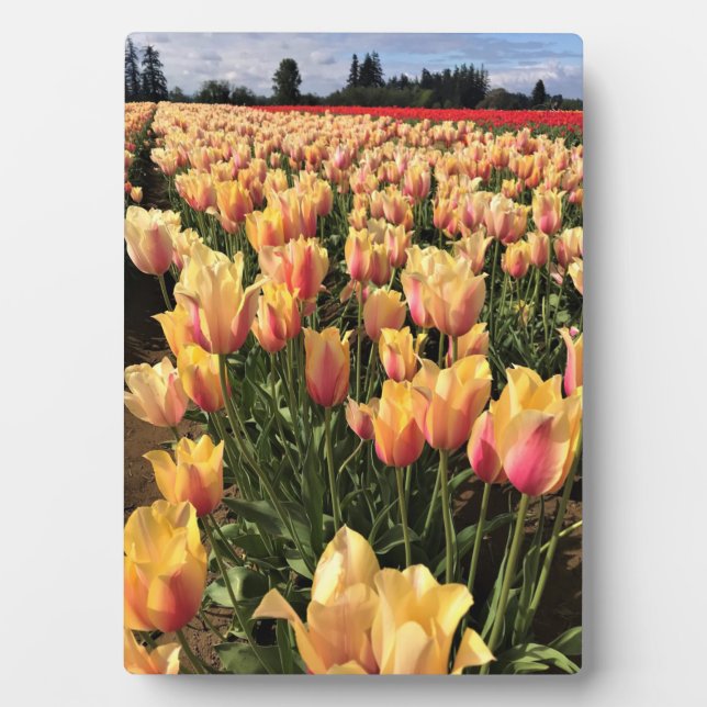 Placa Expositora Hermoso Campo Tulipán, Oregón (Frente)