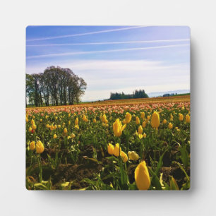 Placa Expositora Hermoso Campo Tulipán, Oregón