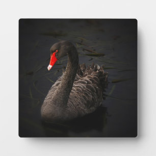Placa Expositora Hermoso cisne negro con un brillante pico rojo