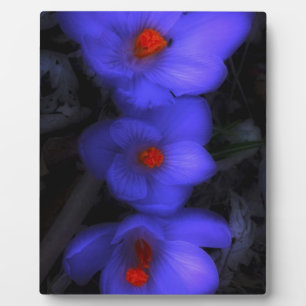 Placa Expositora Hermoso cromo azul morado florece