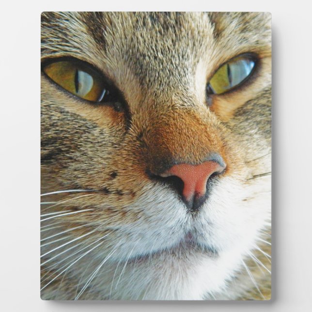 Placa Expositora Hermoso Gato (Frente)