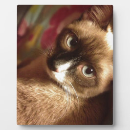 Placa Expositora Hermoso gato marrón