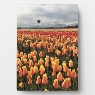 Placa Expositora Hermoso Tulip Field con globo de aire caliente, Or
