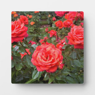 Placa Expositora Hermosos Rosas, Portland, Oregón