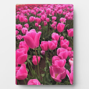 Placa Expositora Hermosos Tulipanes Rosados, Oregón