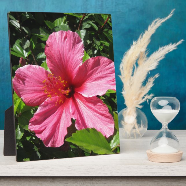 Placa Expositora Hibisco rosado oscuro (Lado)