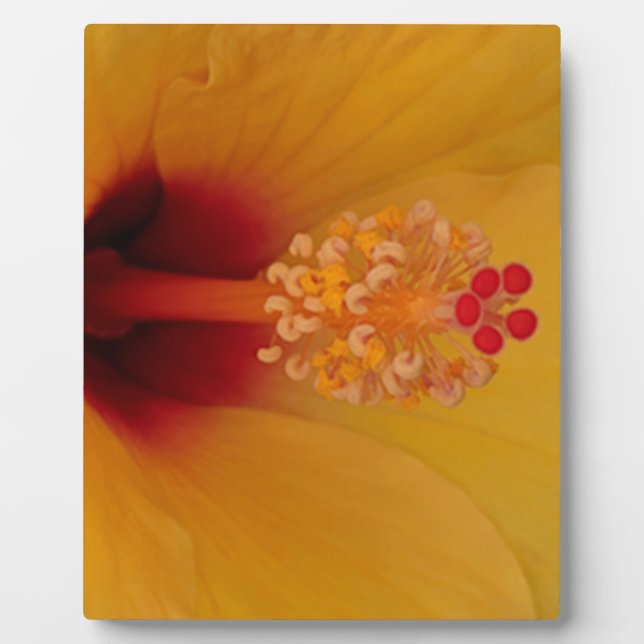 Placa Expositora Hibiscus (Frente)