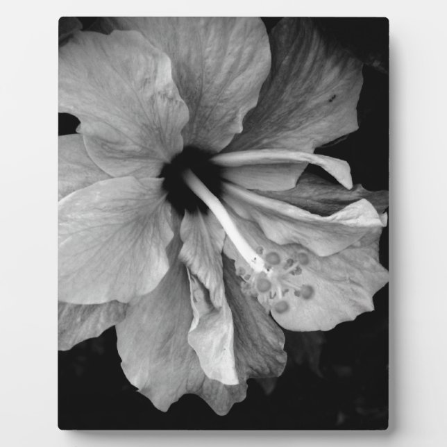 Placa Expositora Hibiscus (Frente)