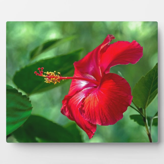 Placa Expositora Hibiscus Blossom (Frente)