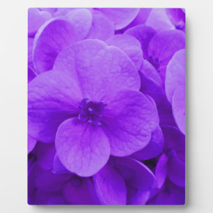 Placa Expositora Hidrangea violeta azul