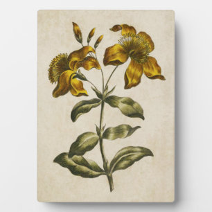 Placa Expositora Hierba de San Juan